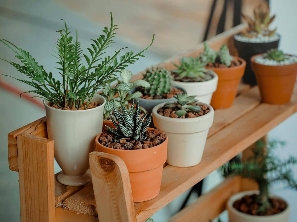 Green Indoor Potted Plant Lot