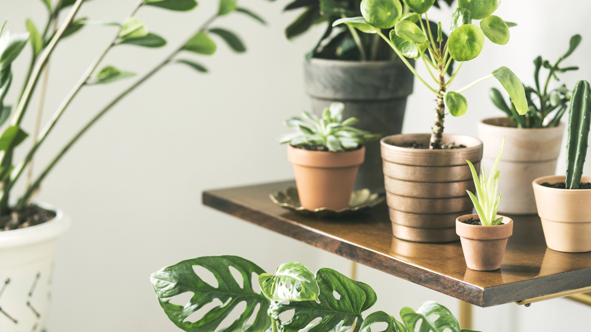 house plants