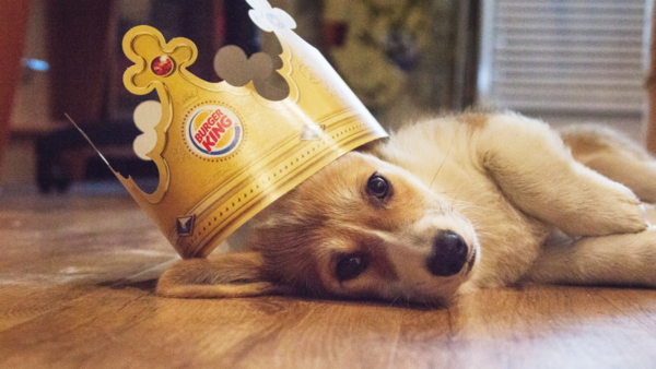 puppy with crown