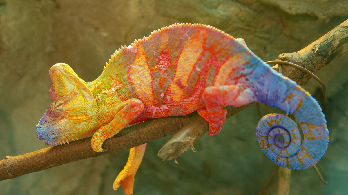 lizard