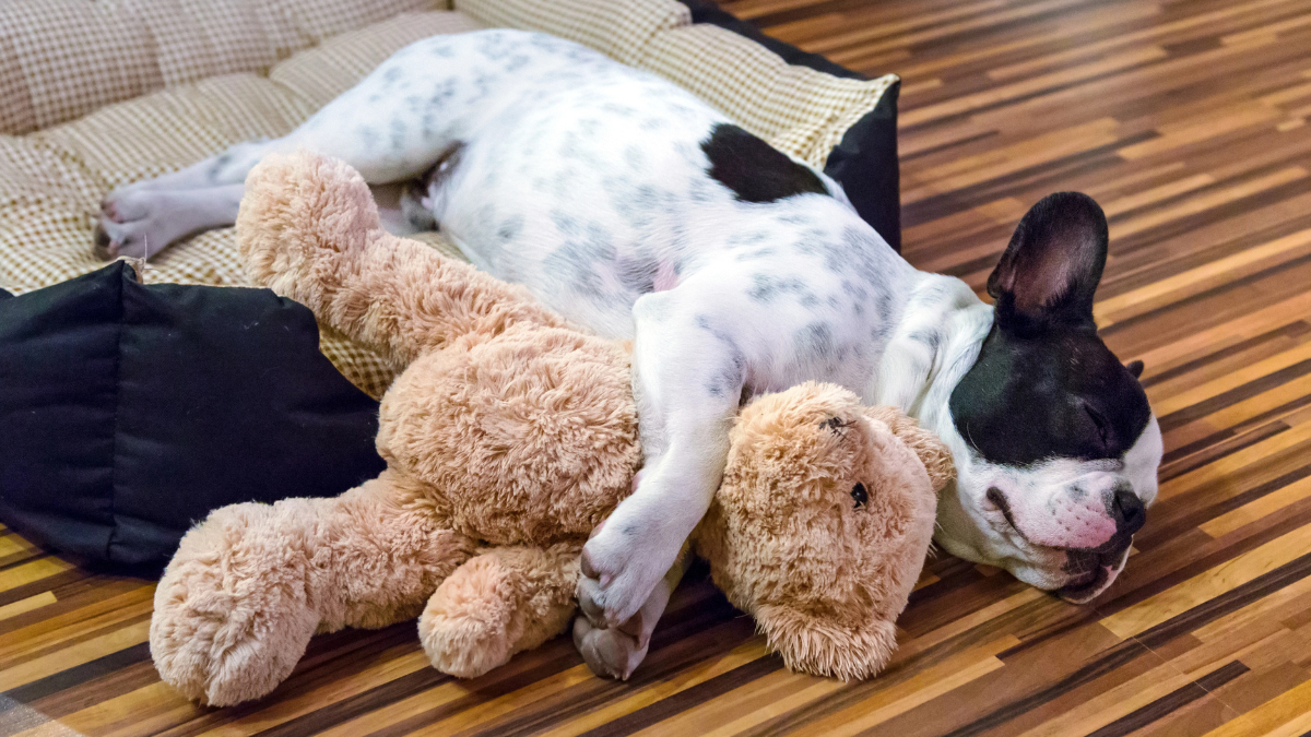 puppy sleeping
