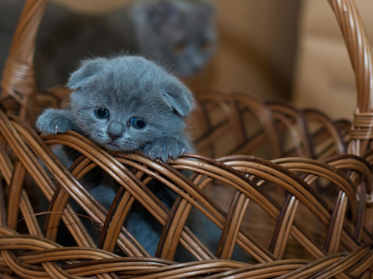 Russian Blue Kitten on Brown Woven Basket