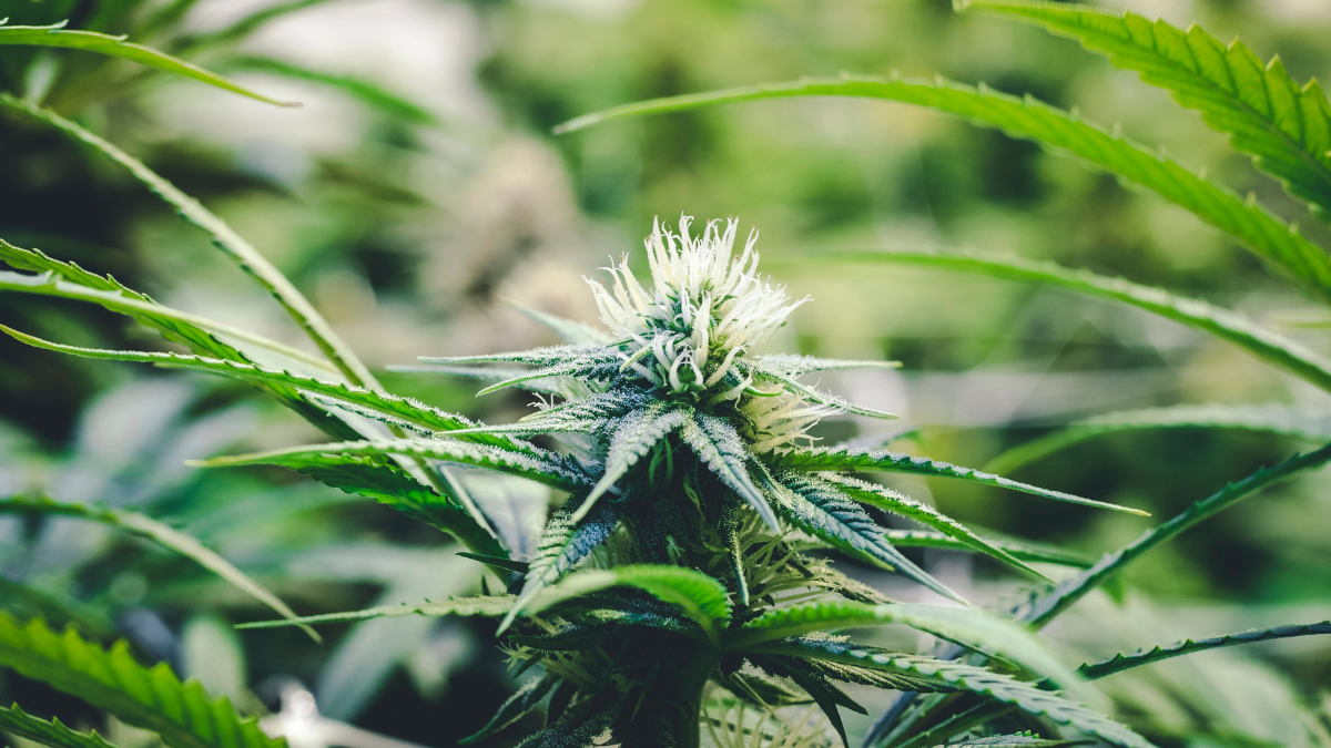 weed