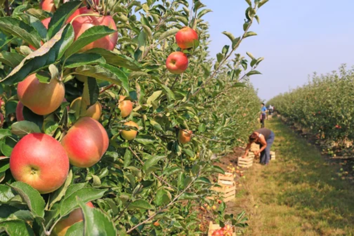 Apple Orchard