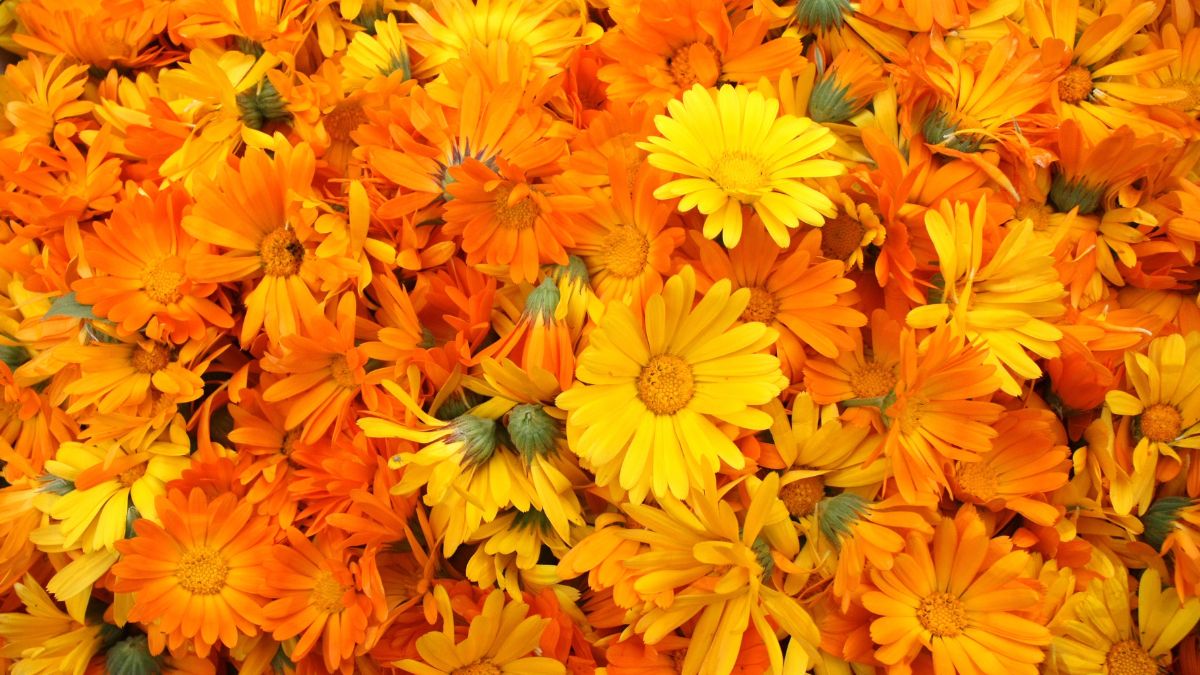 Calendula