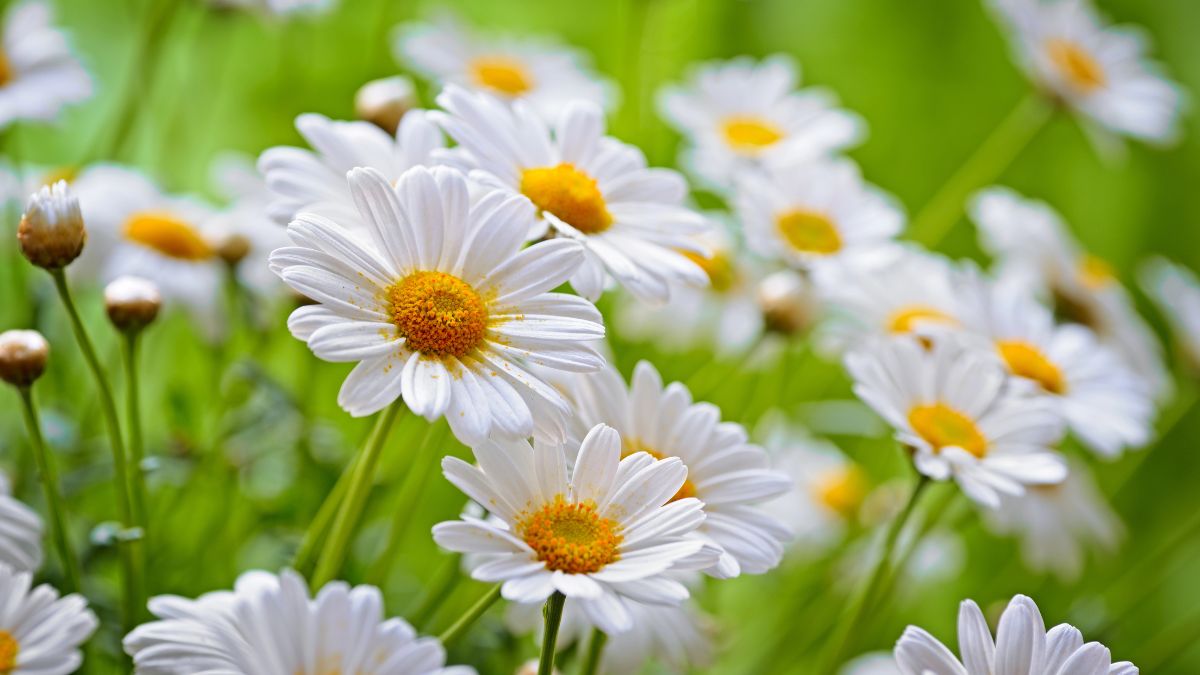 Chamomile flowers