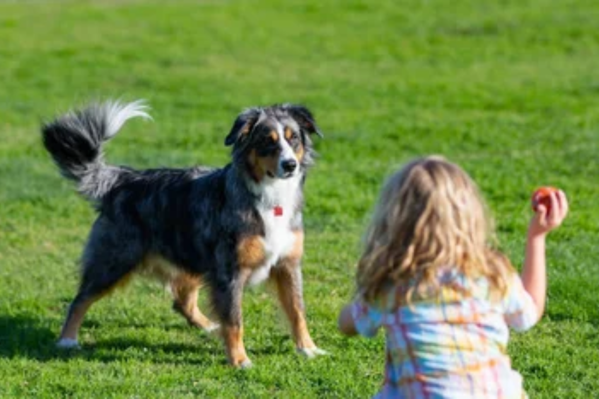 Child Fetch Dog