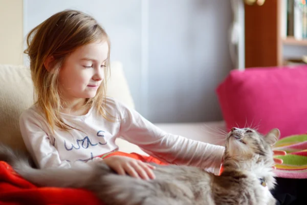 Child Pet Cat