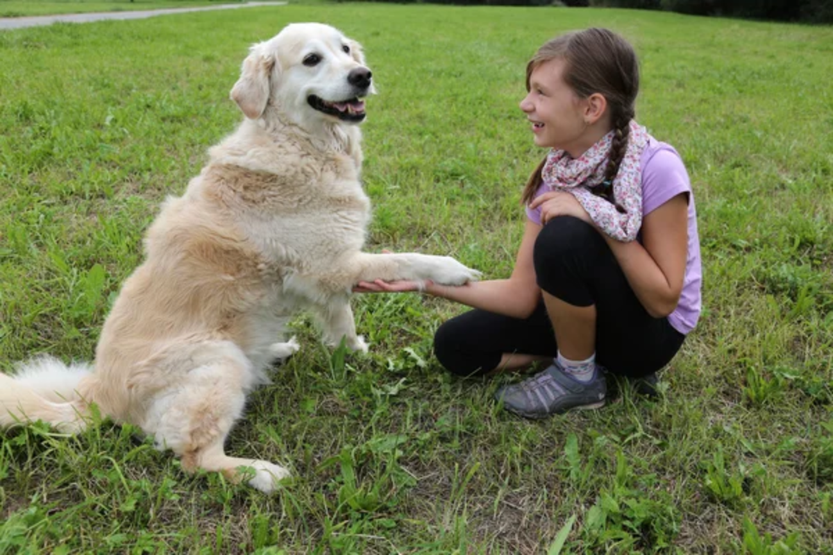 Child Shaking Hands Dog