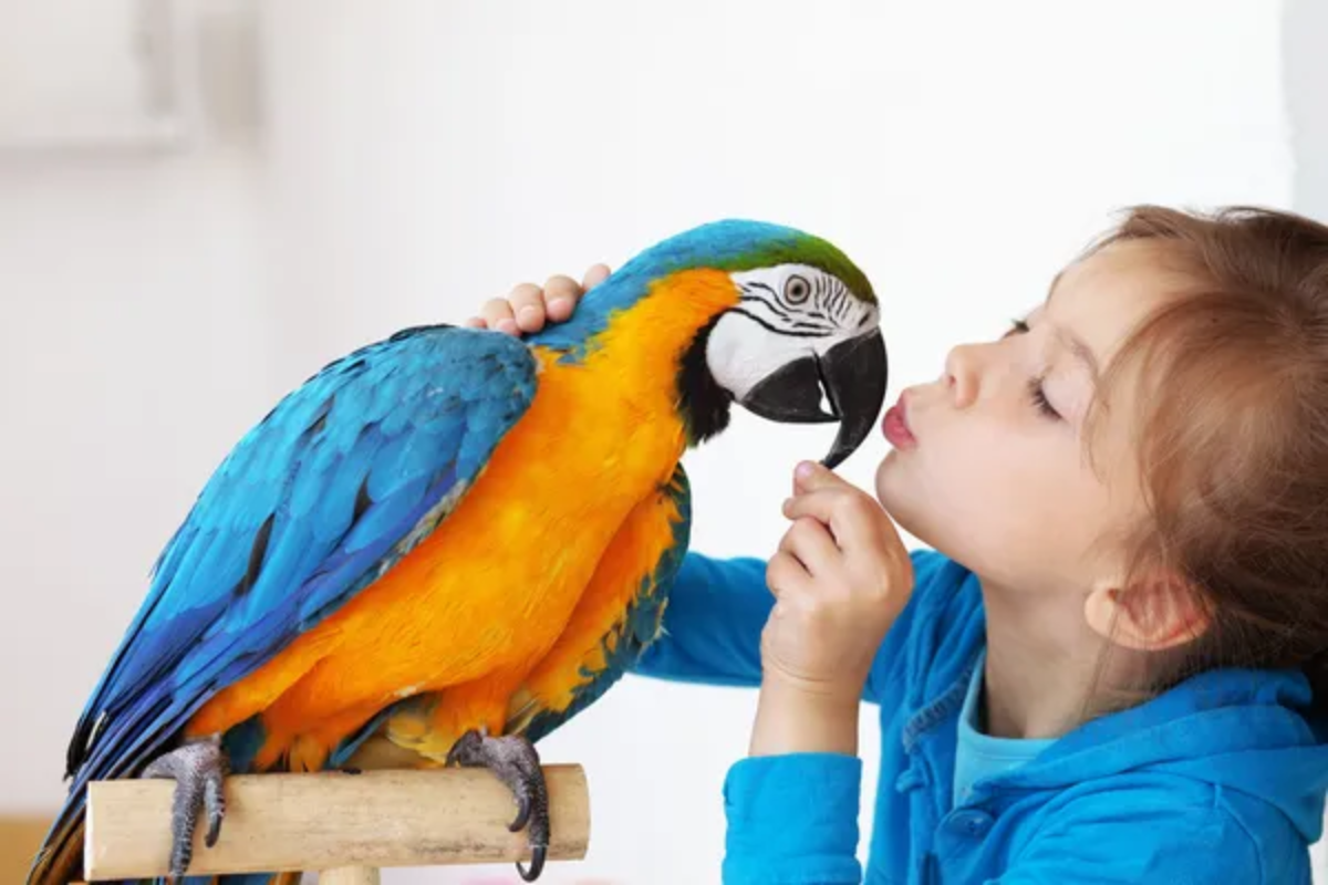 Child Talking Bird