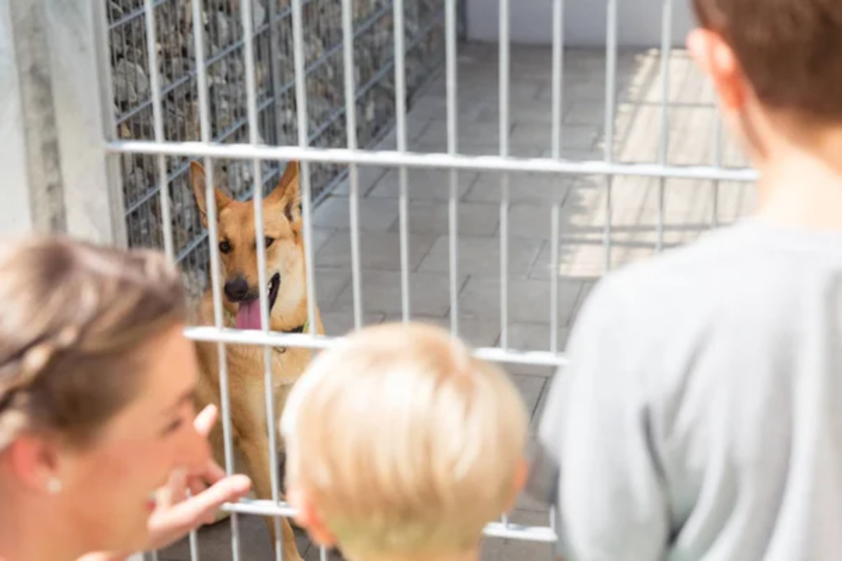 Dog Pet Adopt