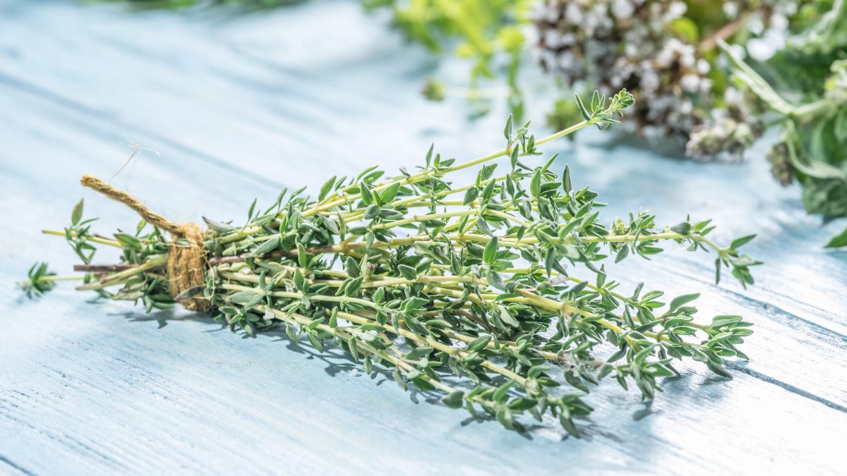 Thyme