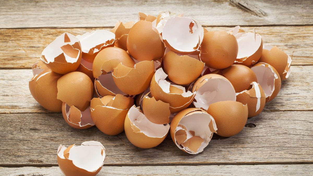 Eggshells