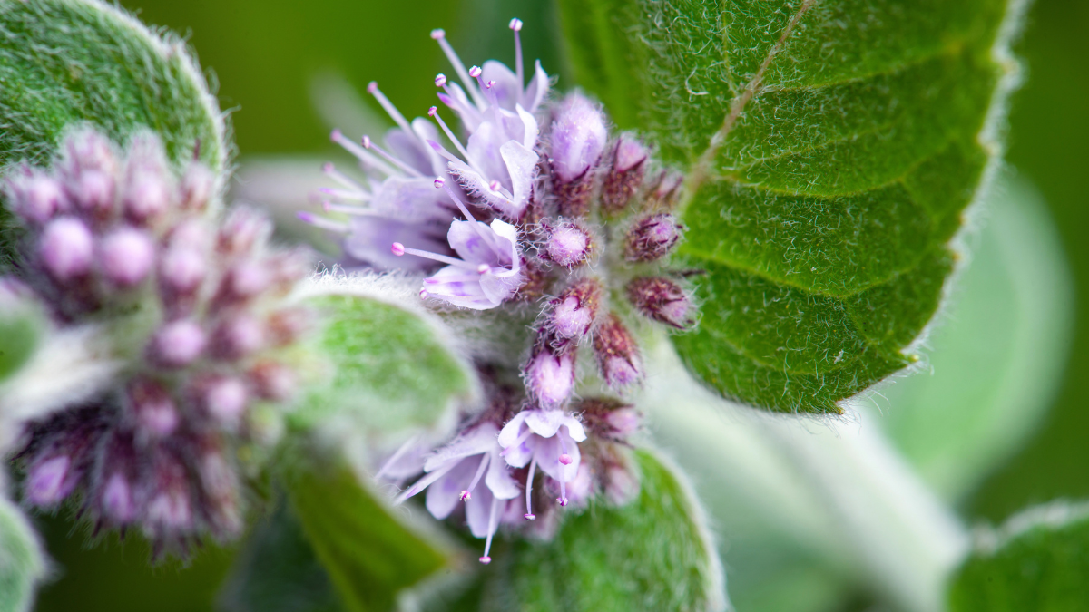 Eucalyptus Mint