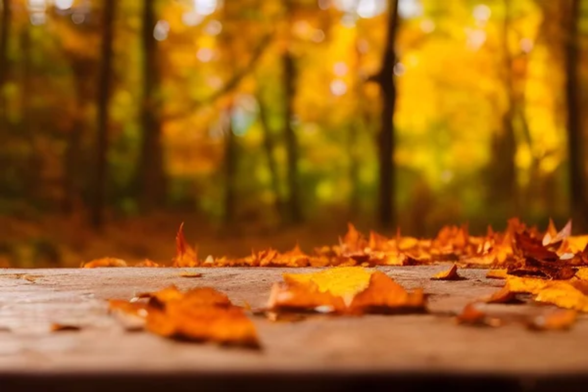 Fall Leaves