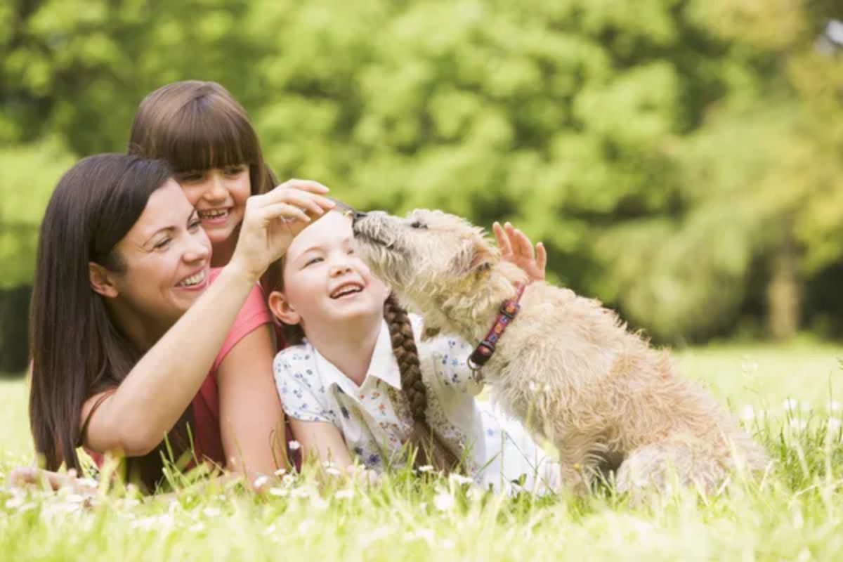Family Dog Pet