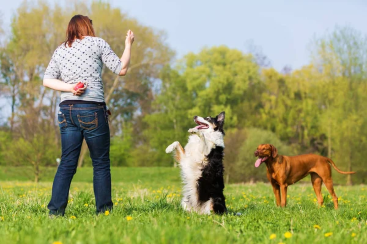 Fetch Dog
