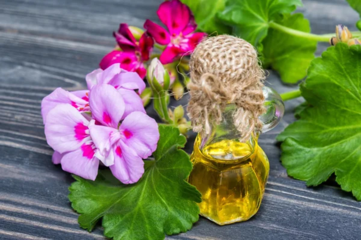 Geranium Oil