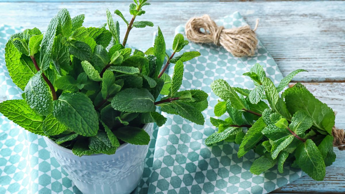 Lemon Balm