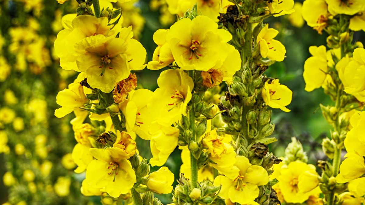 Mullein