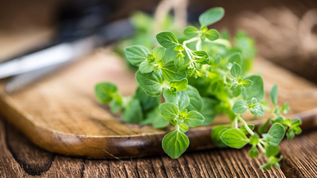 Oregano