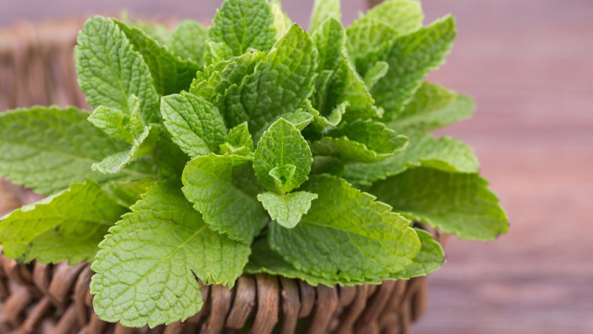 Peppermint