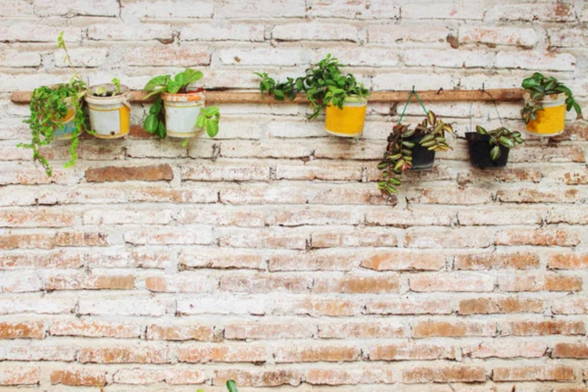 Plants Wall
