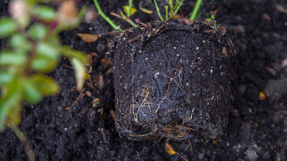 Potting Soil