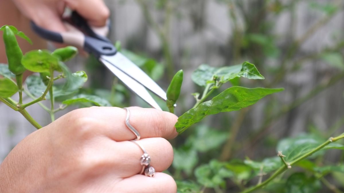 Pruning herbs