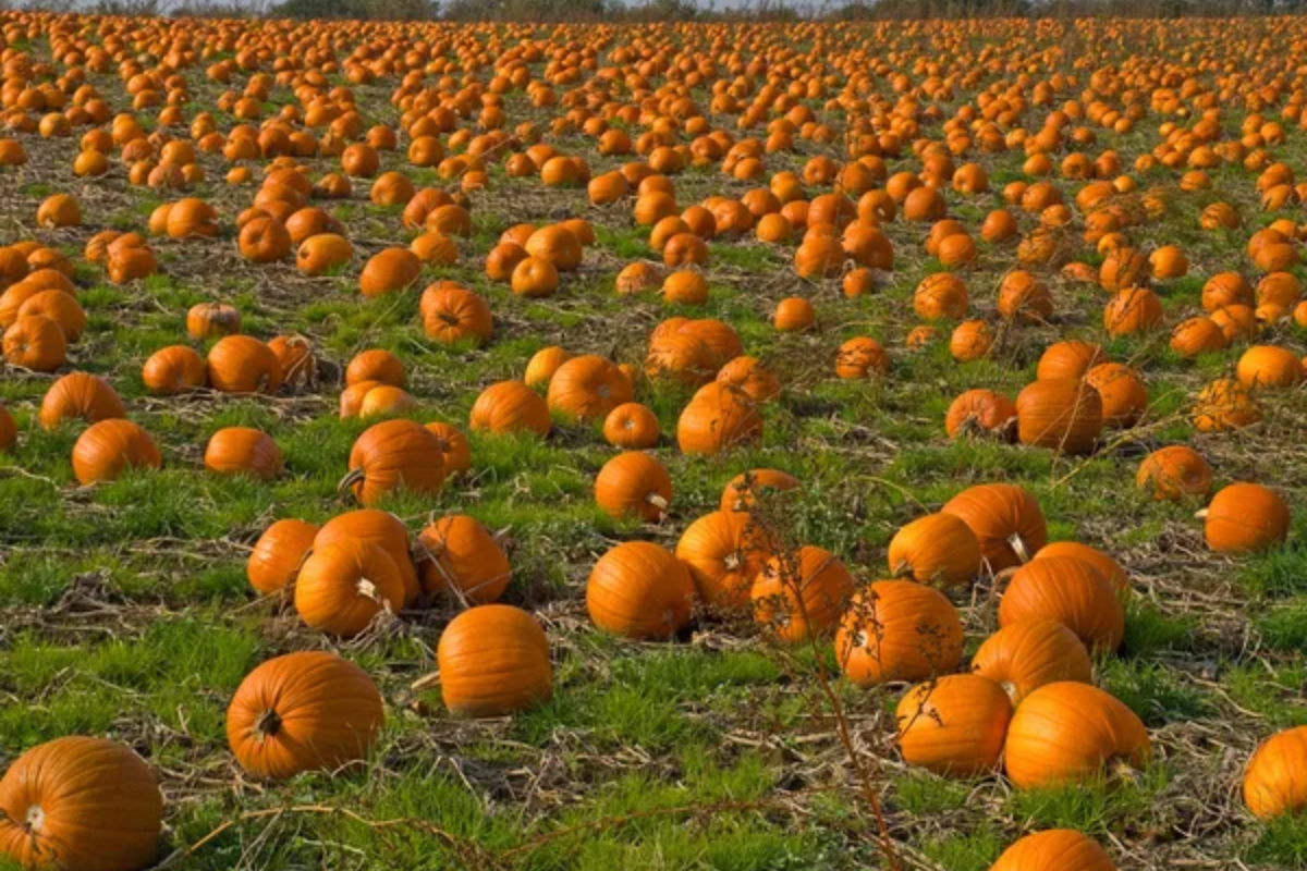 Pumpkin Patch