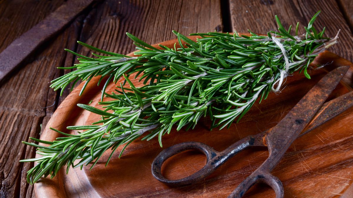 Rosemary