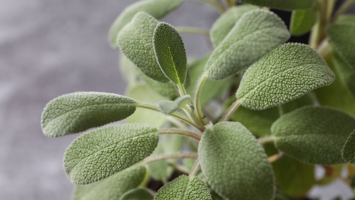 Sage