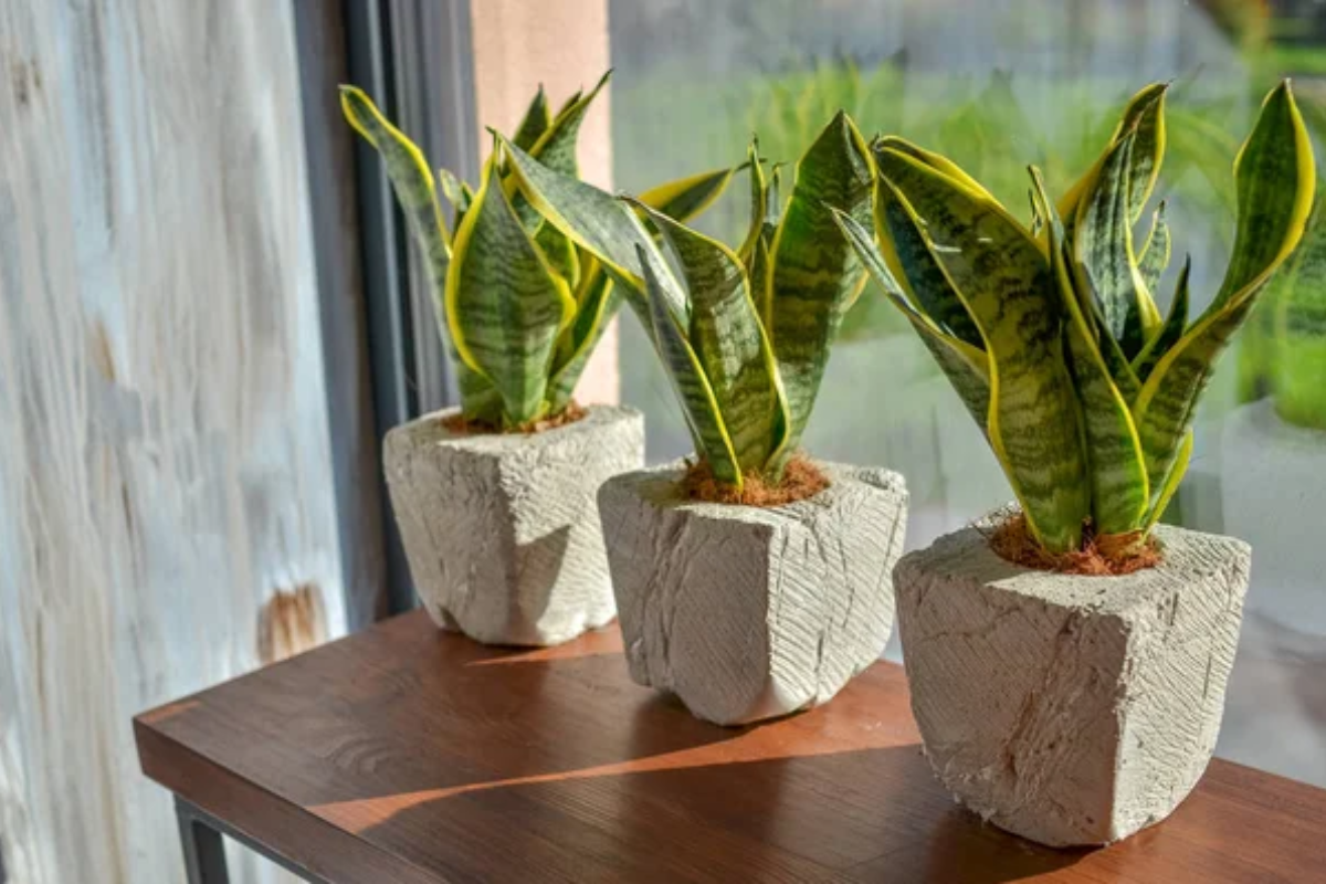 Snake Plant