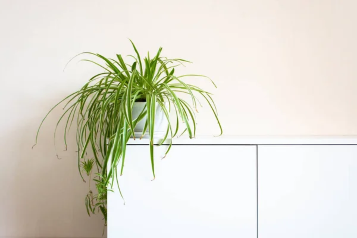 Spider Plant