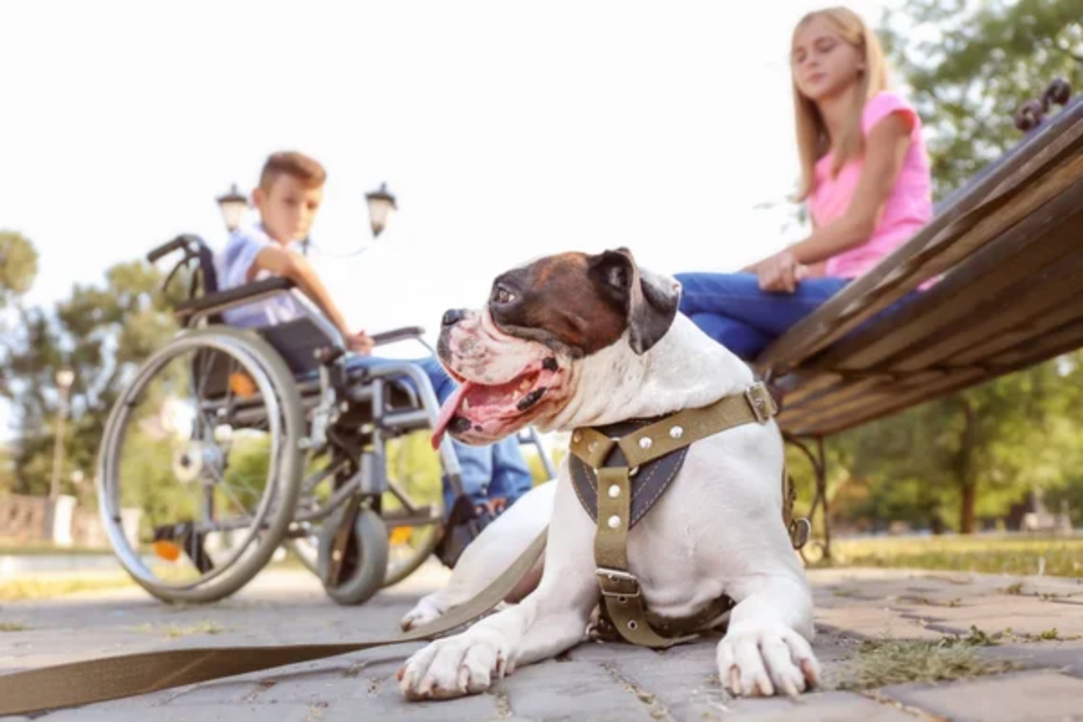 Therapy Dog Children