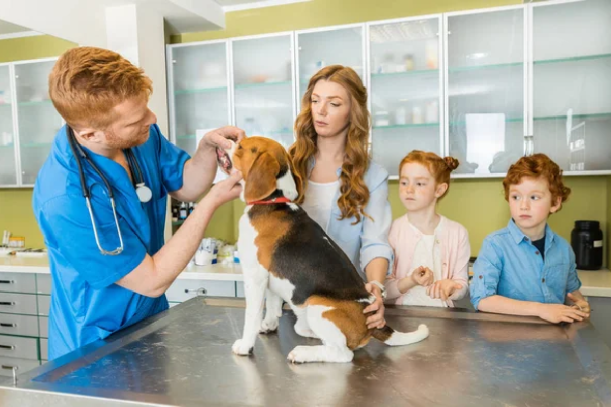 Veterinarian Dog Pet