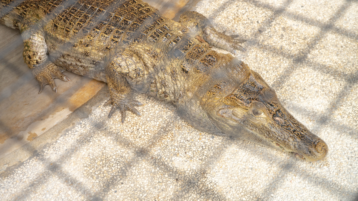 alligator