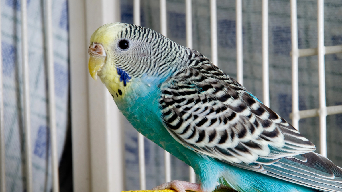 bird