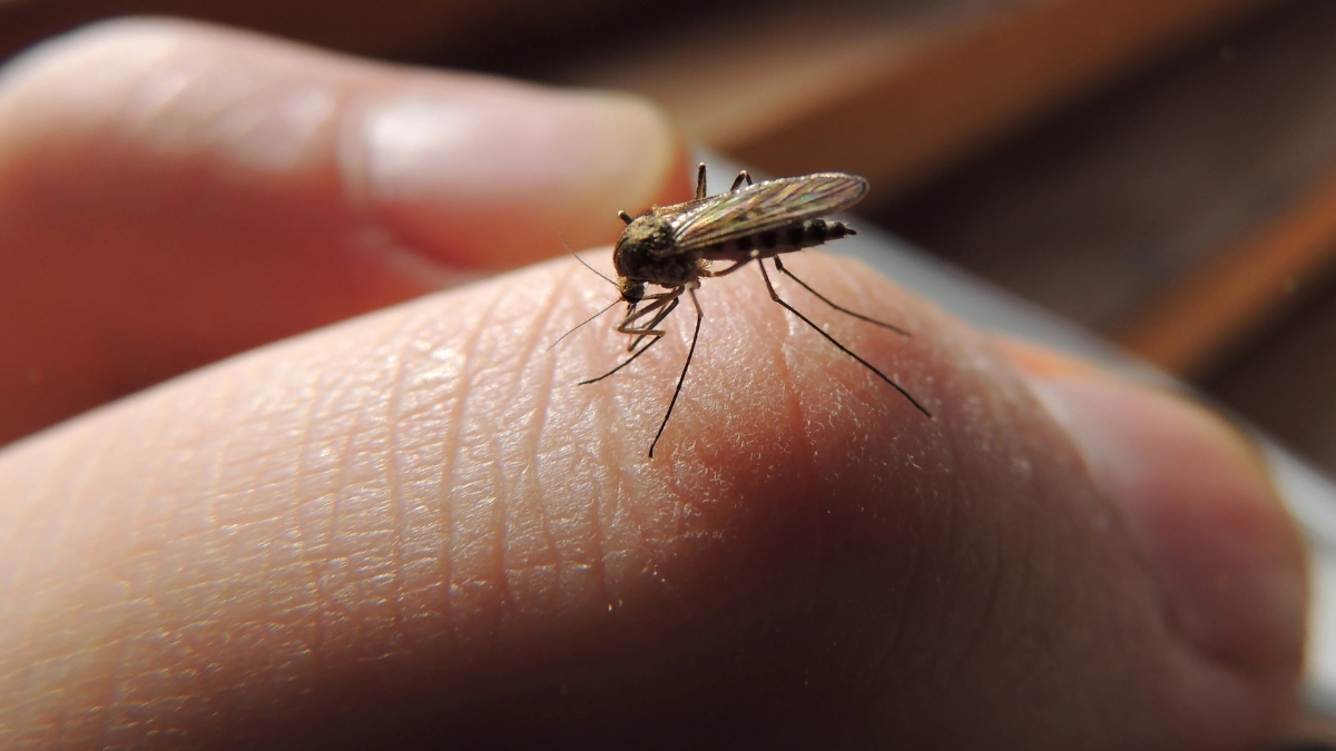 bug on finger