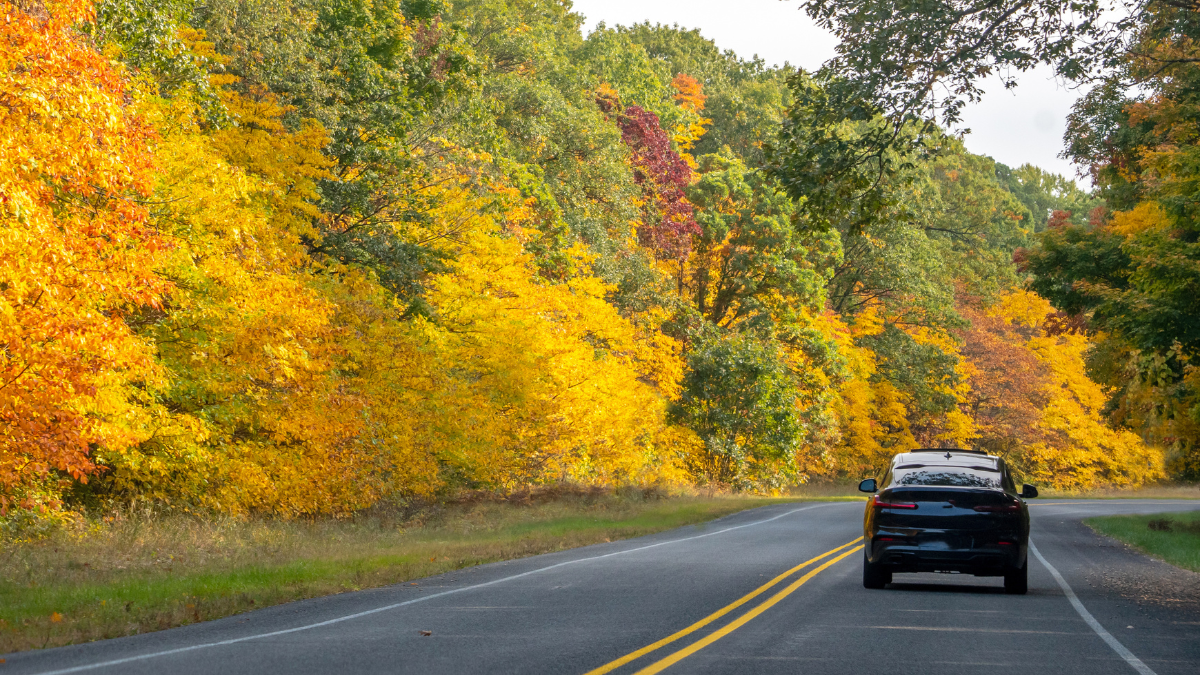car on road with coloful leaves