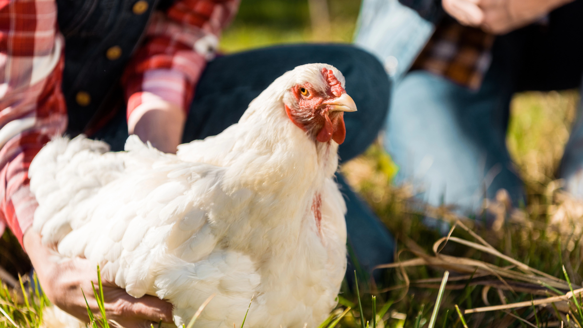 chicken