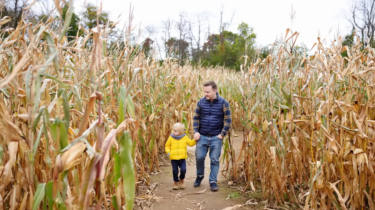 corn maze