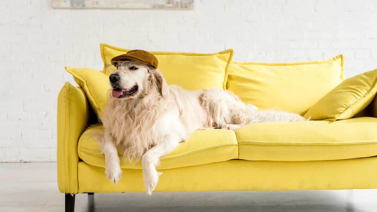cute dog in boho living room