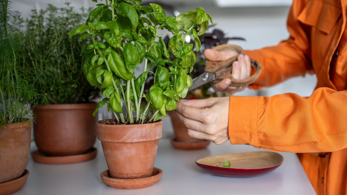 cutting herbs in pots
