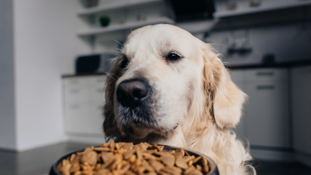 dog