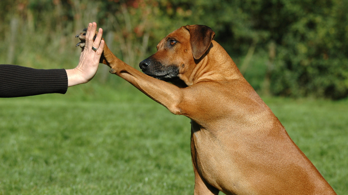 dog high five