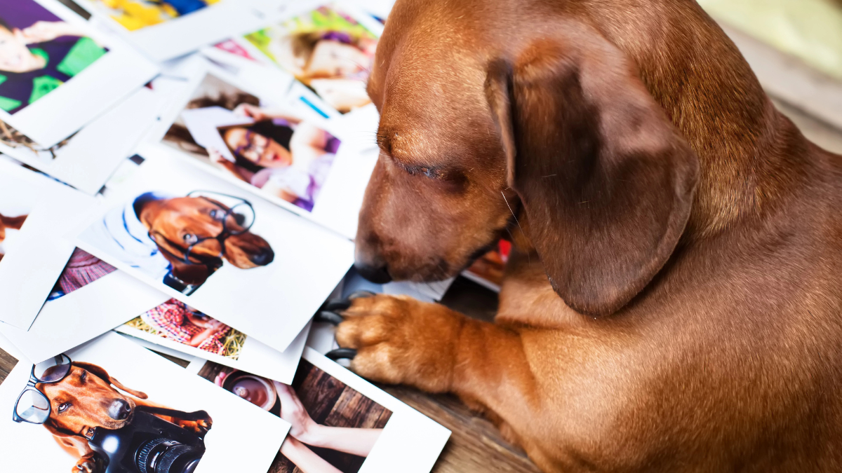 dog with pictures