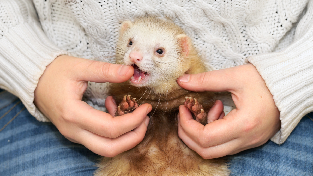 ferret