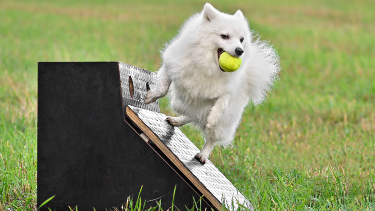 flyball
