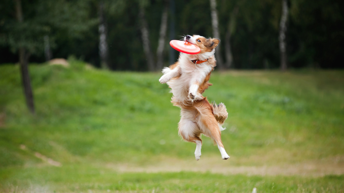 frisbee